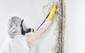 Best Emergency Mold Remediation  in Hubbard, TX